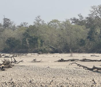 हरेक वर्ष कर्णाली हुँदै बगेर जान्छन् करोडौँका काठ