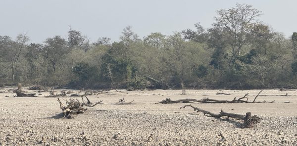 हरेक वर्ष कर्णाली हुँदै बगेर जान्छन् करोडौँका काठ