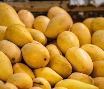विषादी हालेर पकाइएका आँप कसरी चिन्ने ?