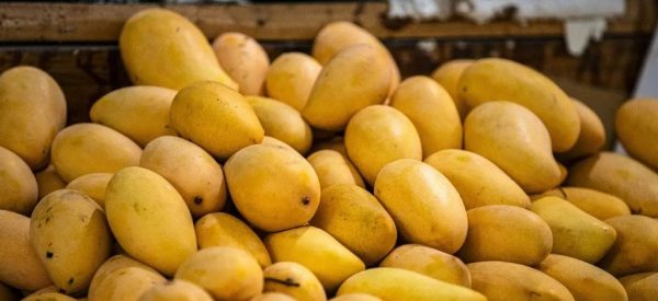 धनगढी उपमहानगरले गर्‍यो विषादी प्रयोग गरिएका आँप नष्ट