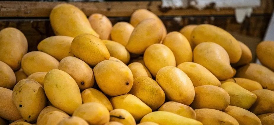 विषादी हालेर पकाइएका आँप कसरी चिन्ने ?