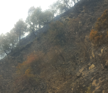 डढेलोको चपेटामा मकवानपुर, १० वटै पालिका प्रभावित