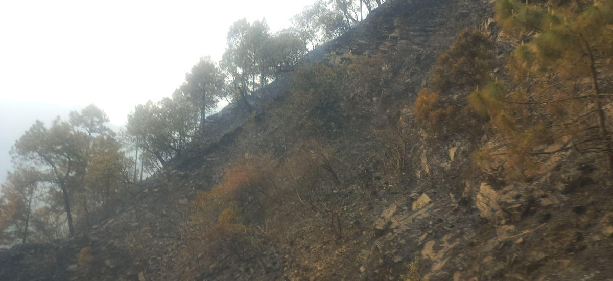 डढेलोको चपेटामा मकवानपुर, १० वटै पालिका प्रभावित