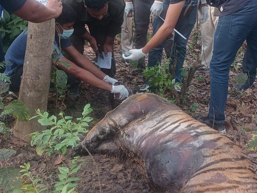 टीकापुरको सामुदायिक वनमा पोथी पाटेबाघ मृत फेला