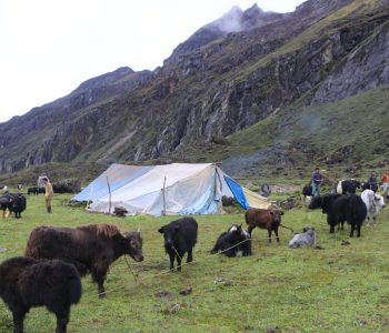 याक प्रवर्द्धनमा जुट्दै ताप्लेजुङका स्थानीय तह