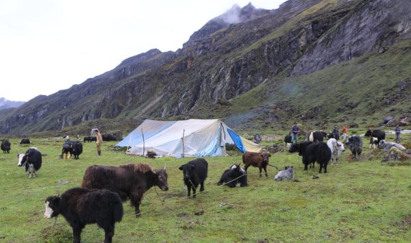 याक प्रवर्द्धनमा जुट्दै ताप्लेजुङका स्थानीय तह