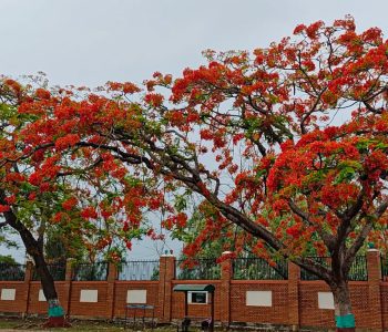 गुल्मोहरले सिङ्गारियो वीरेन्द्रनगर (तस्वीरहरू)