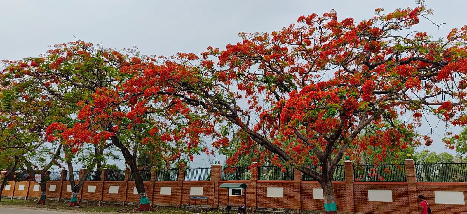 गुल्मोहरले सिङ्गारियो वीरेन्द्रनगर (तस्वीरहरू)