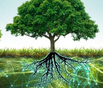 बोटबिरुवा पनि जरा र गन्धमार्फत गर्छन् संवाद !
