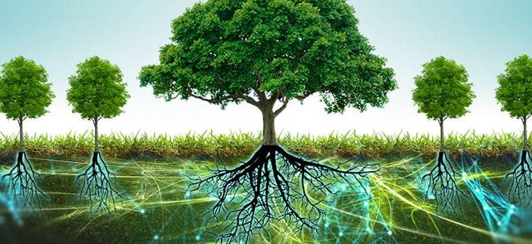 बोटबिरुवा पनि जरा र गन्धमार्फत गर्छन् संवाद !