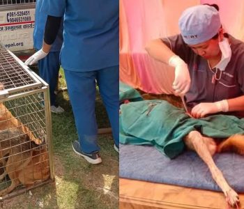 सिद्धार्थनगरमा कुकुर आतङ्क : एक महिनामै ४०० भन्दा बढी घाइते