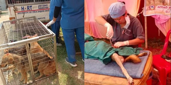 सिद्धार्थनगरमा कुकुर आतङ्क : एक महिनामै ४०० भन्दा बढी घाइते