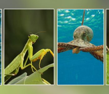 बच्चा जन्माएपछि मर्ने अनौठा जीवजन्तुहरू