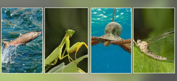 बच्चा जन्माएपछि मर्ने अनौठा जीवजन्तुहरू