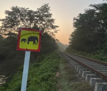 श्रीलङ्कामा रेलले हात्तीलाई ठक्कर दिएपछि…