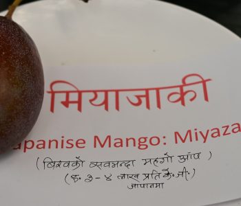 किलोकै ३ लाखभन्दा बढी पर्ने ‘ताईयो नो टोमागो’ आँप