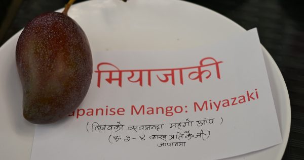 किलोकै ३ लाखभन्दा बढी पर्ने ‘ताईयो नो टोमागो’ आँप