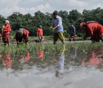 गोकर्णेश्वर फाँटमा रोपाईंमा व्यस्त किसान, हेर्नुहोस् तस्वीरहरू