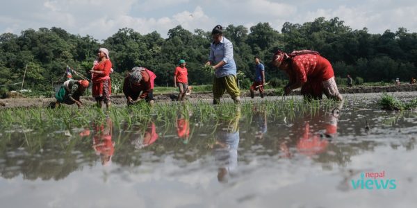 गोकर्णेश्वर फाँटमा रोपाईंमा व्यस्त किसान, हेर्नुहोस् तस्वीरहरू