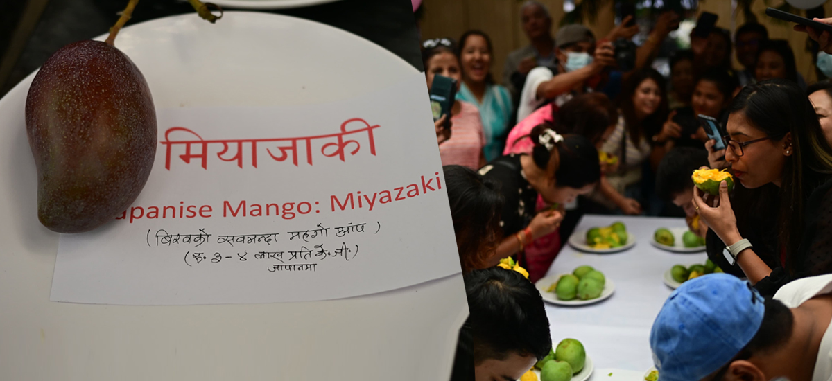 नेपाल म्याङ्गो फेस्ट : किलोकै ३ लाखभन्दा बढी पर्ने आँपसमेत प्रदर्शनीमा (तस्वीरहरू)