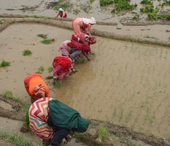 आज असार १५ : धान दिवस र दही चिउराको सांस्कृतिक पर्व मनाइँदै