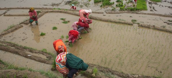 आज असार १५ : धान दिवस र दही चिउराको सांस्कृतिक पर्व मनाइँदै