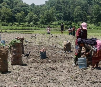 काँठ क्षेत्रका किसानलाई आलु भित्र्याउने चटारो (तस्वीरहरू)