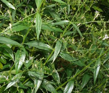 ताप्लेजुङमा चिराइतो उत्पादनमा वृद्धि, भारतदेखि अमेरिकासम्म निर्यात
