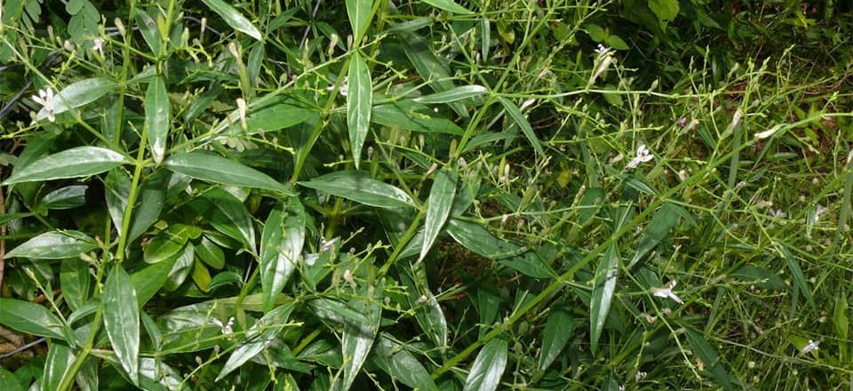 ताप्लेजुङमा चिराइतो उत्पादनमा वृद्धि, भारतदेखि अमेरिकासम्म निर्यात