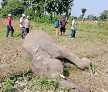 बराहक्षेत्रमा जङ्गली हात्ती मृत फेला