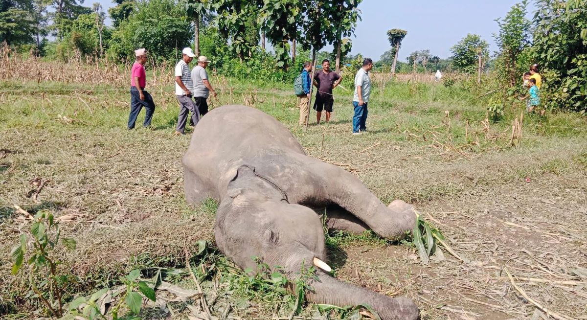 बराहक्षेत्रमा जङ्गली हात्ती मृत फेला
