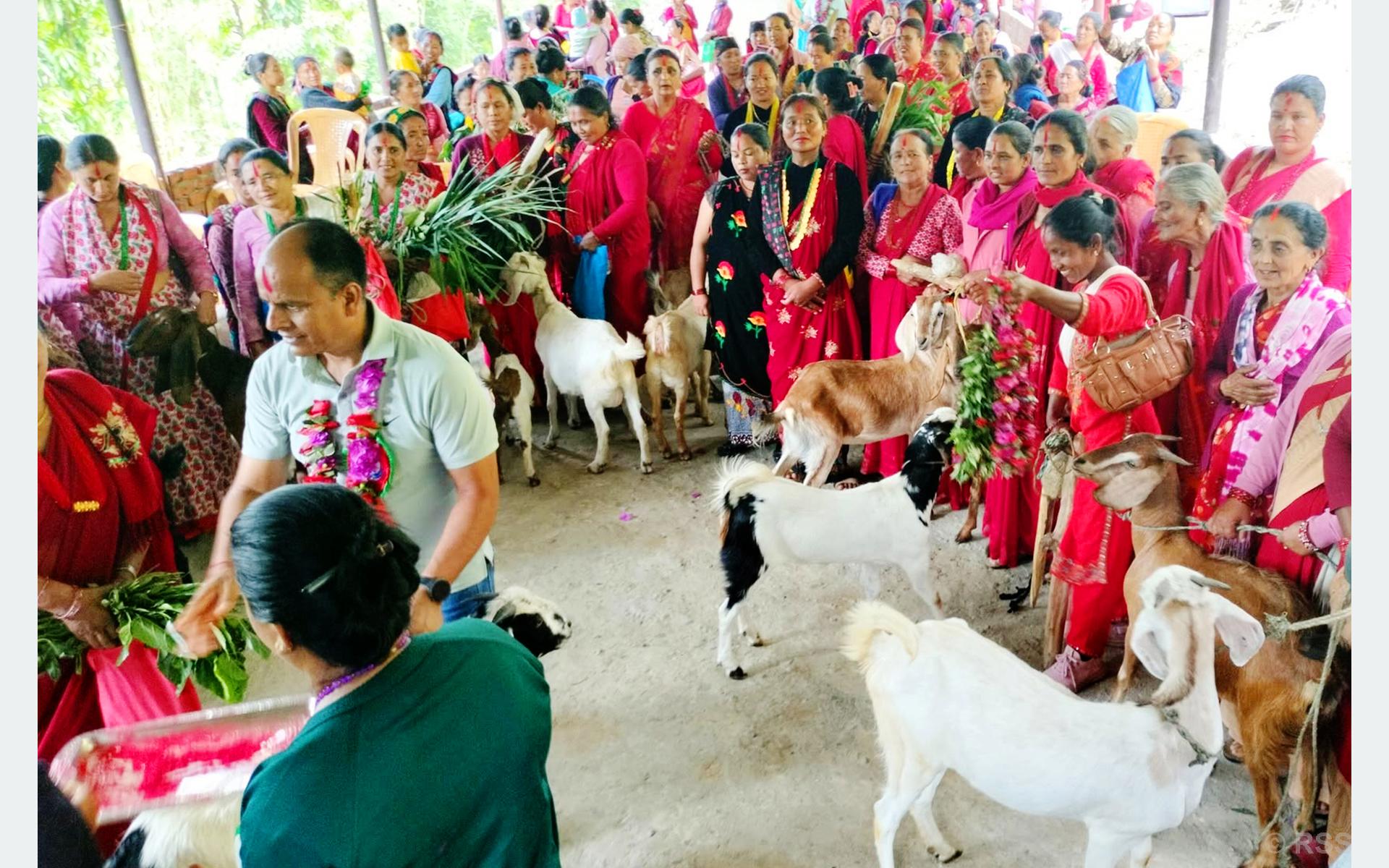 बाख्रा उपहार पाएपछि महिला खुसी