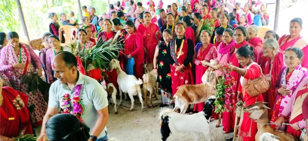 बाख्रा उपहार पाएपछि महिला खुसी