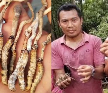 बेसी झर्‍यो यार्चागुम्बा, १७ सय मिटरमै भेटिन थाल्यो 