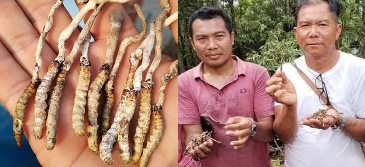 बेसी झर्‍यो यार्चागुम्बा, १७ सय मिटरमै भेटिन थाल्यो 