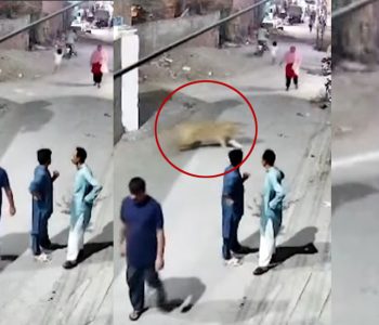 पाकिस्तानमा पालेको सिंह घरबाट भागेपछि…