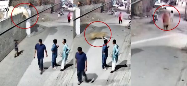 पाकिस्तानमा पालेको सिंह घरबाट भागेपछि…