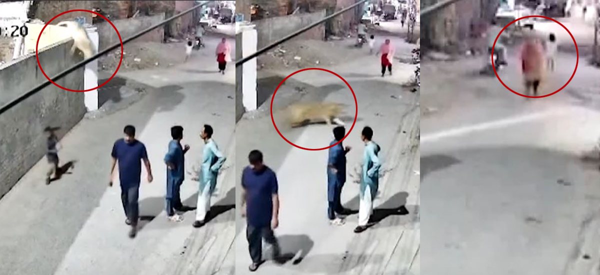 पाकिस्तानमा पालेको सिंह घरबाट भागेपछि…